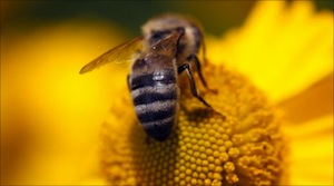 abeille sur fleur