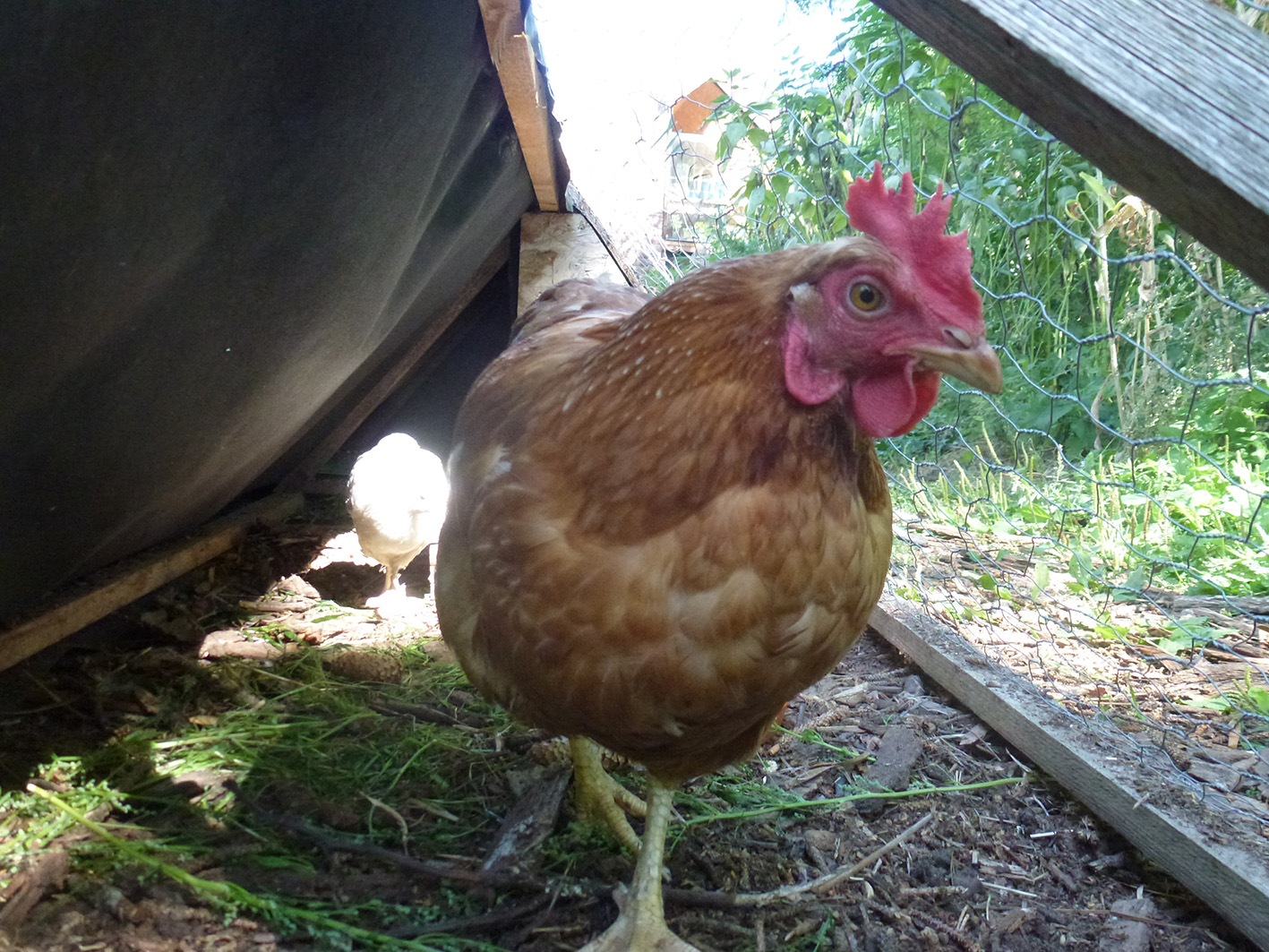 tracteur à poules