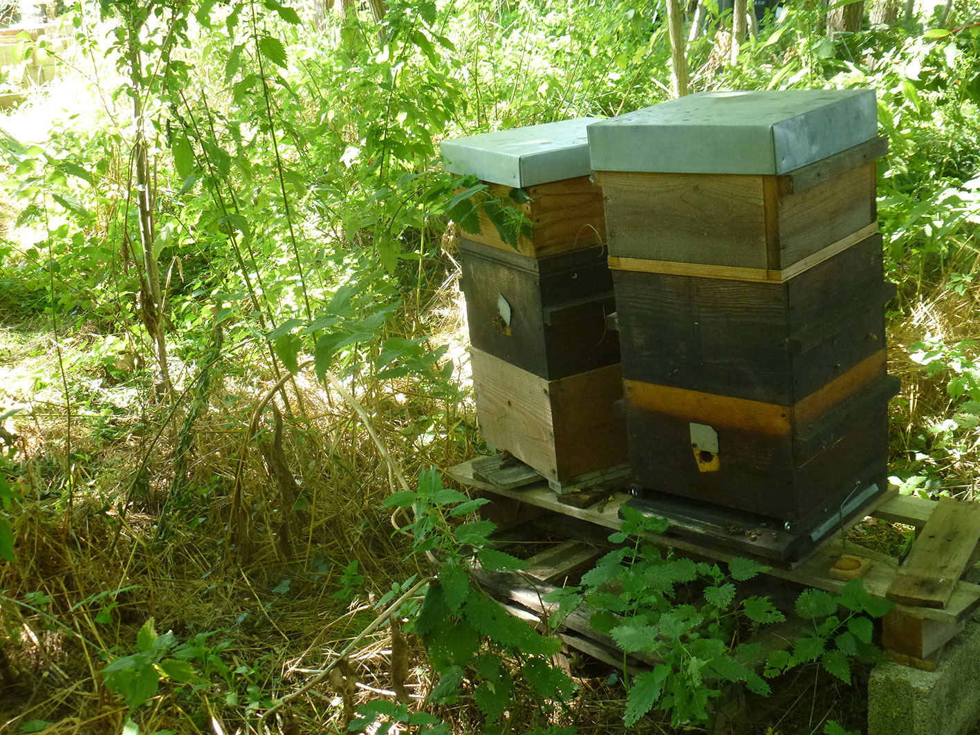 Rucher familial en apiculture naturelle, à Larchant